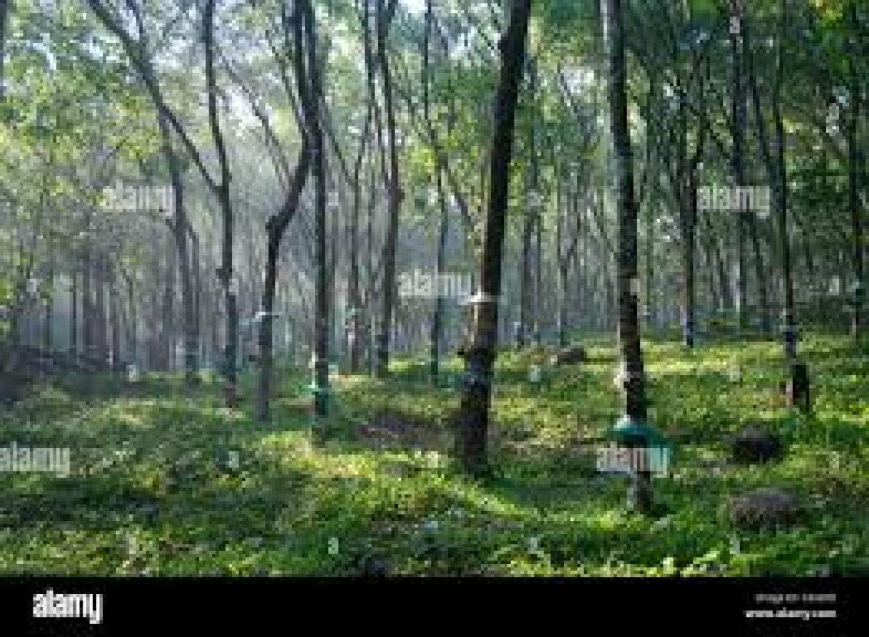 1.5 Acre of Land for Sale