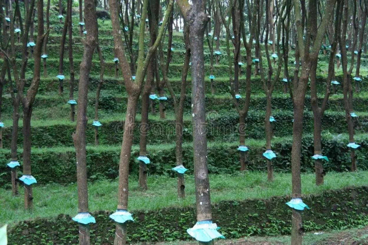 75 സെന്റ്  സ്ഥലം  വില്പനക്ക്