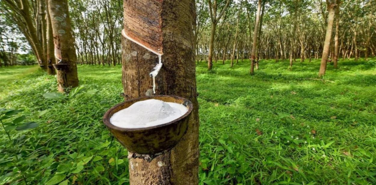 ആഭ്യന്തര വിപണിയിൽ റെക്കോർഡ് തൊട്ട് റബർ വില