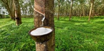 ആഭ്യന്തര വിപണിയിൽ റെക്കോർഡ് തൊട്ട് റബർ വില