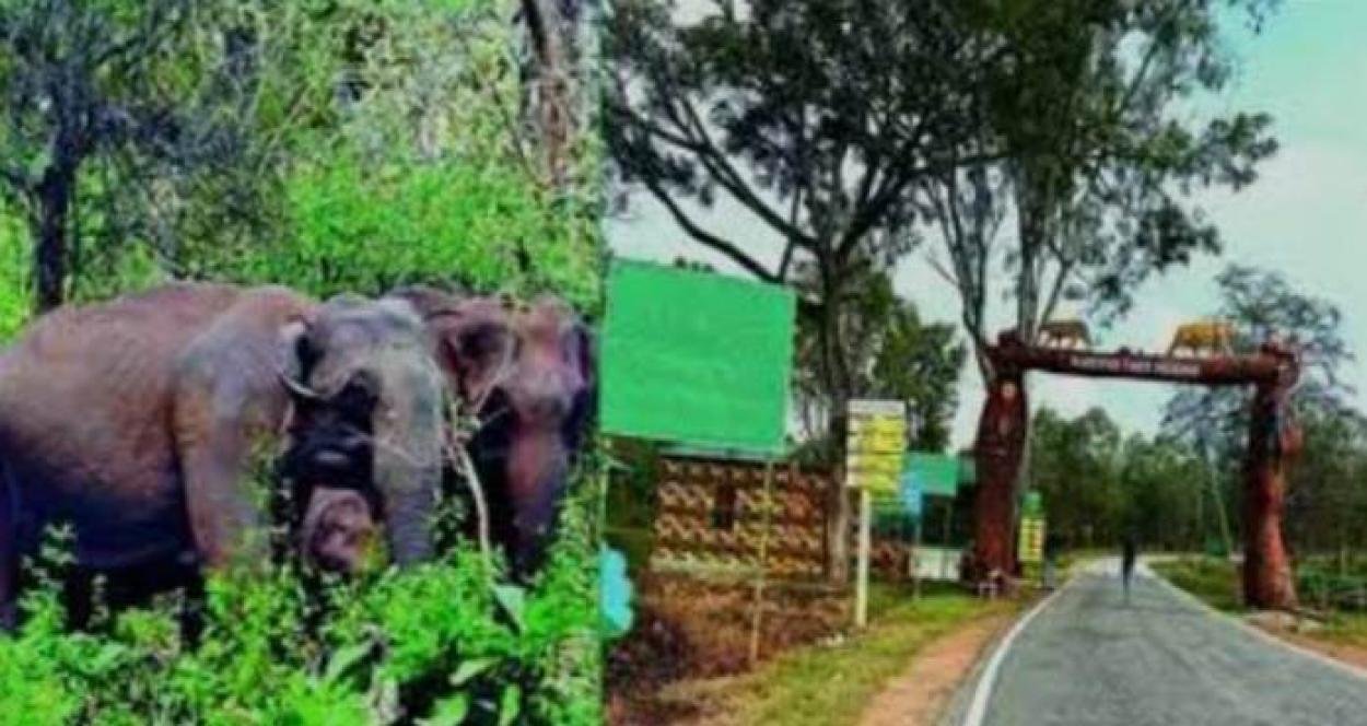 ബന്ദിപ്പൂർ രാത്രിയാത്രാ നിരോധനം: എലിവേറ്റഡ് കോറിഡോർ നിർദ്ദേശം വീണ്ടും സജീവമാകുന്നു; ഡി.കെ. ശിവകുമാറുമായി ചർച്ച നടത്തി എം.കെ. രാഘവൻ എം.പി