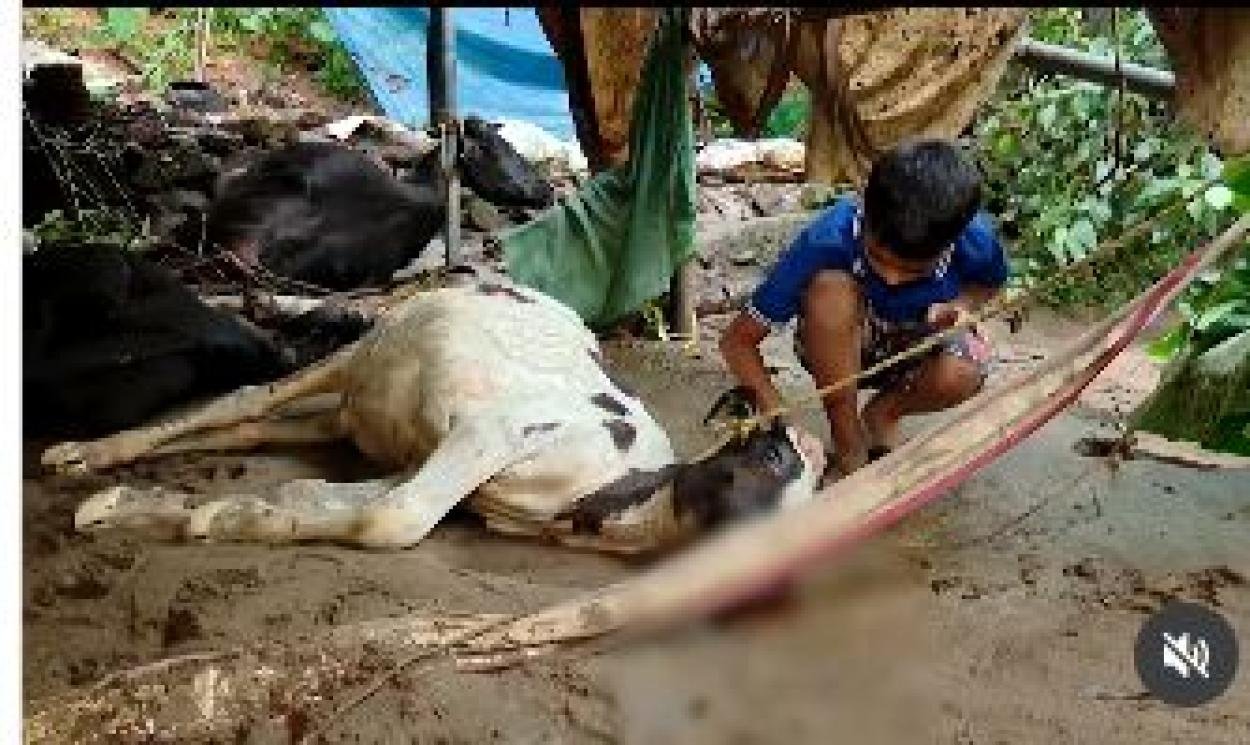 മന്ത്രി ബിന്ദു കൃഷ്ണയുടെ ഇടപെടൽ, വെള്ളപ്പൊക്കത്തിൽ പശുക്കളെ നഷ്‌ടപ്പെട്ട ക്ഷീരകർഷകന് രണ്ട് പശുക്കളെ നൽകും