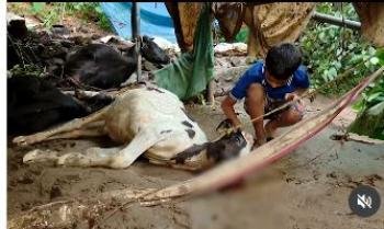 മന്ത്രി ബിന്ദു കൃഷ്ണയുടെ ഇടപെടൽ, വെള്ളപ്പൊക്കത്തിൽ പശുക്കളെ നഷ്‌ടപ്പെട്ട ക്ഷീരകർഷകന് രണ്ട് പശുക്കളെ നൽകും