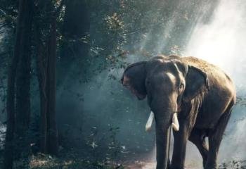 ഇടുക്കി പൂപ്പാറയിൽ കാട്ടാനയാക്രമണം; തോട്ടം തൊഴിലാളി കൊല്ലപ്പെട്ടു 
